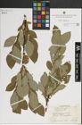 Foto von Salix lanata subsp. lanata L.